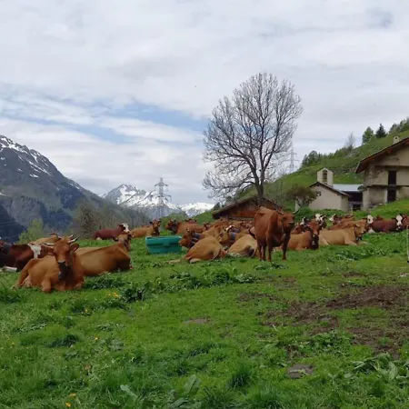 Les Campanules شقة